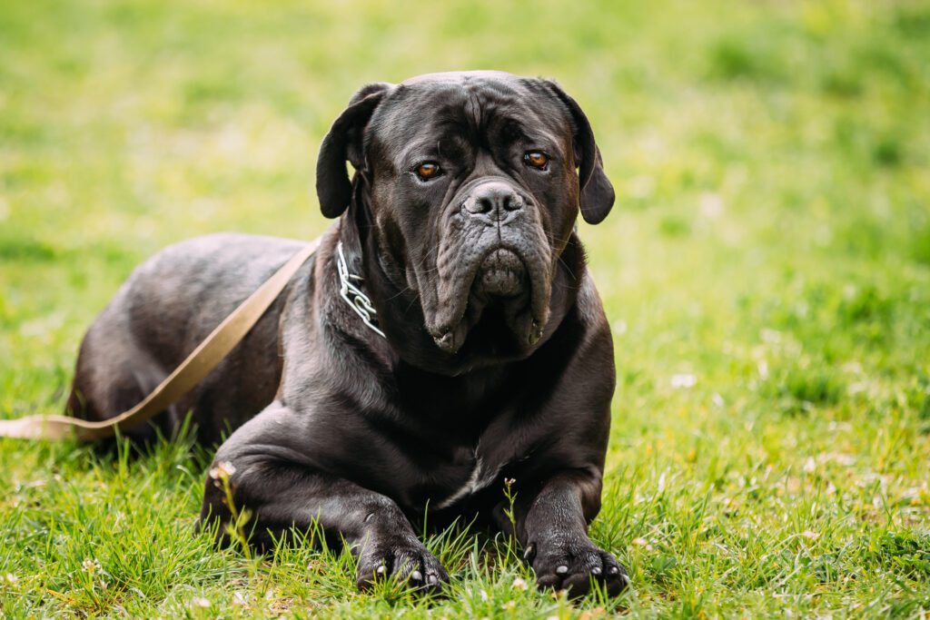 Cane Corso On The Lush Green Grass