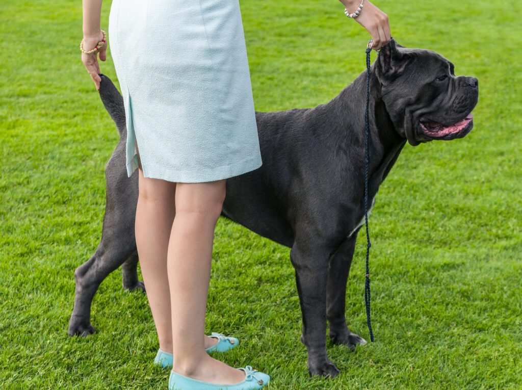 Cane Corso Outdoor On Green Grass