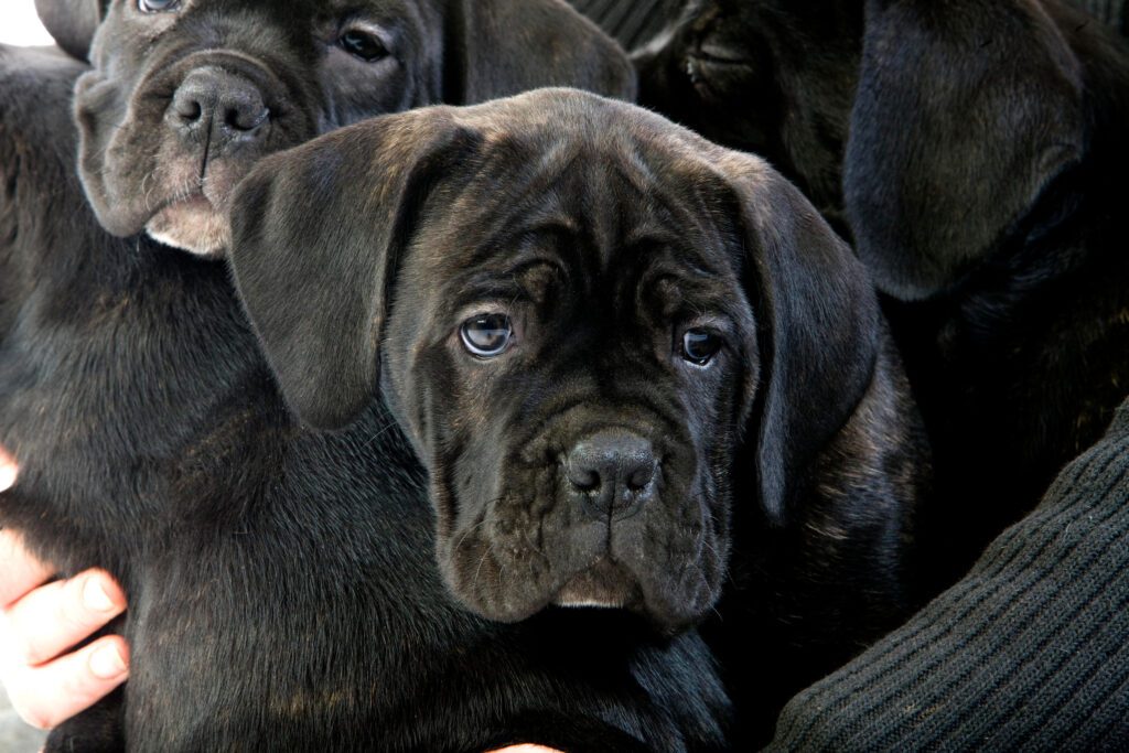How to Adopt a Cane Corso in Colorado