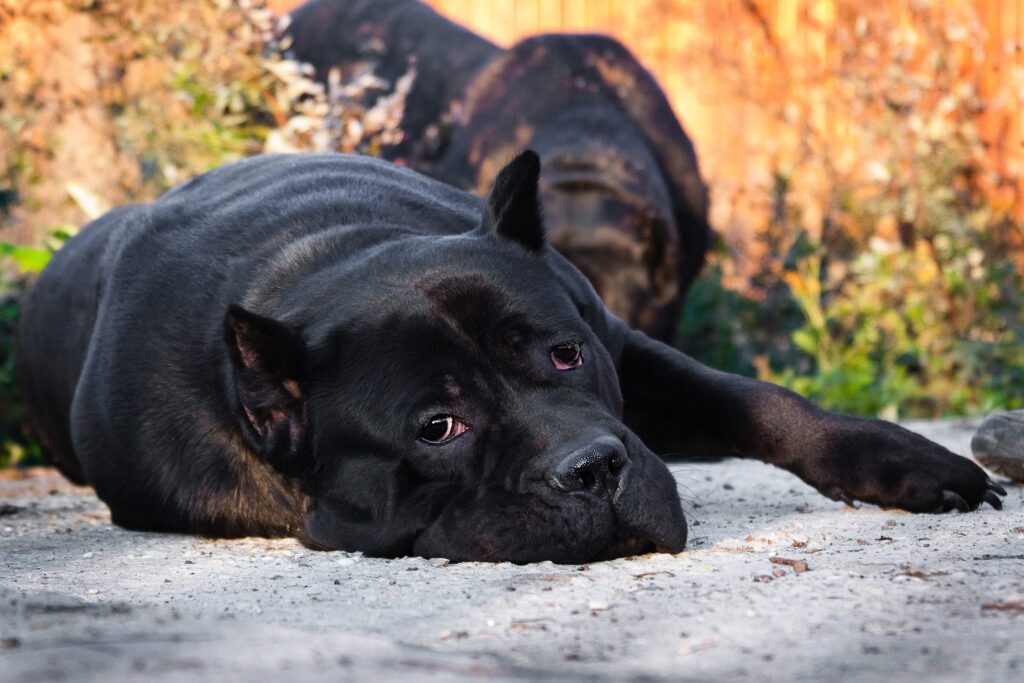 Cane Corso Resting On The Ground