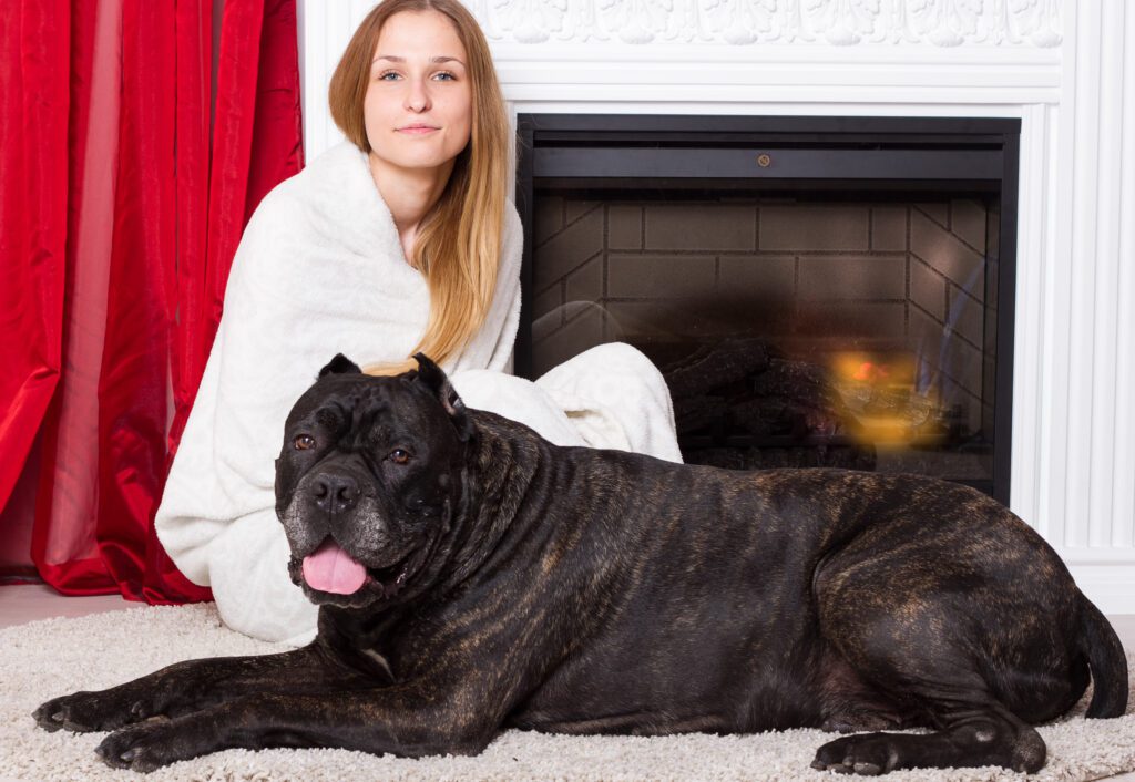 Cane Corso Sits Near The Fireplace With Woman