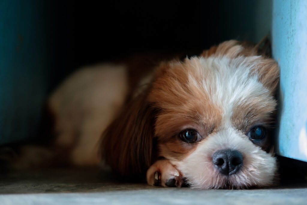 Cavachon Lying In The Dark Corner