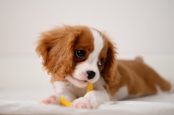 Cavachon Puppy Chewing Favorite Toy