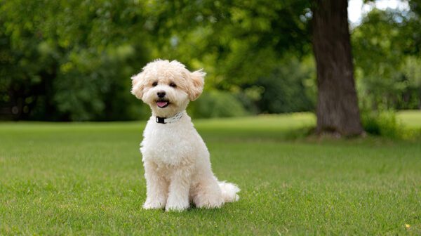 Cavachon Sits Calmly On Lush Green Grass In A Sunny Park