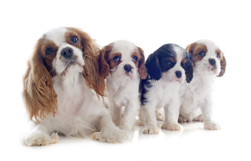 How to Adopt a Cavachon in California