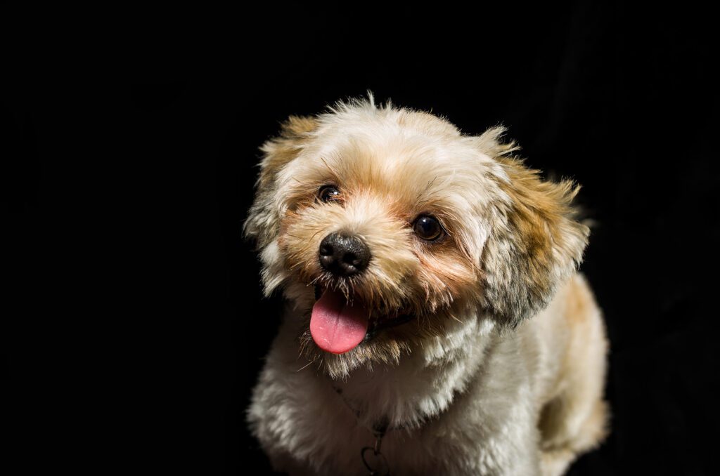 How to Adopt a Cavachon in Nevada