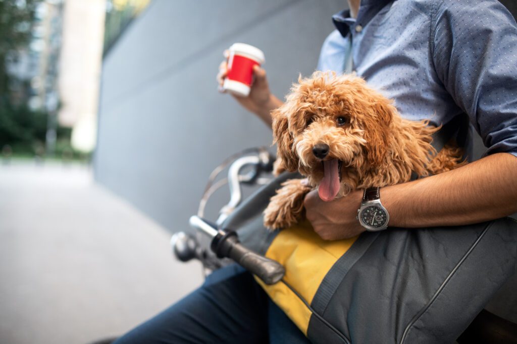 Cavapoo Being Held By A Man While Sitting On A Bicycle