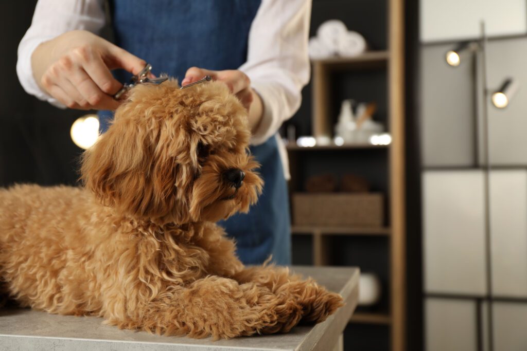 Cavapoo Getting Groomed