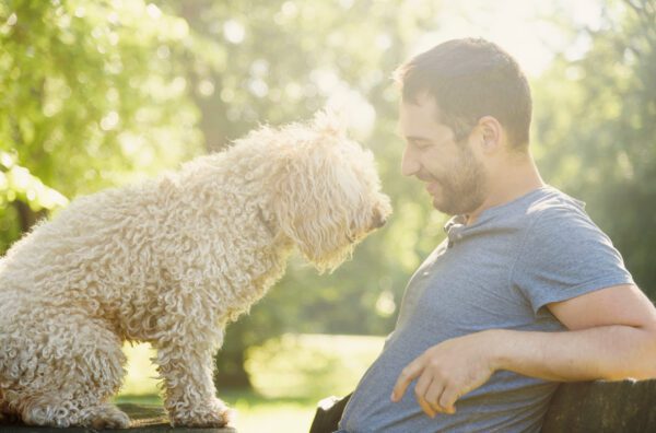Cavapoo Having Fun With Owner In Nature
