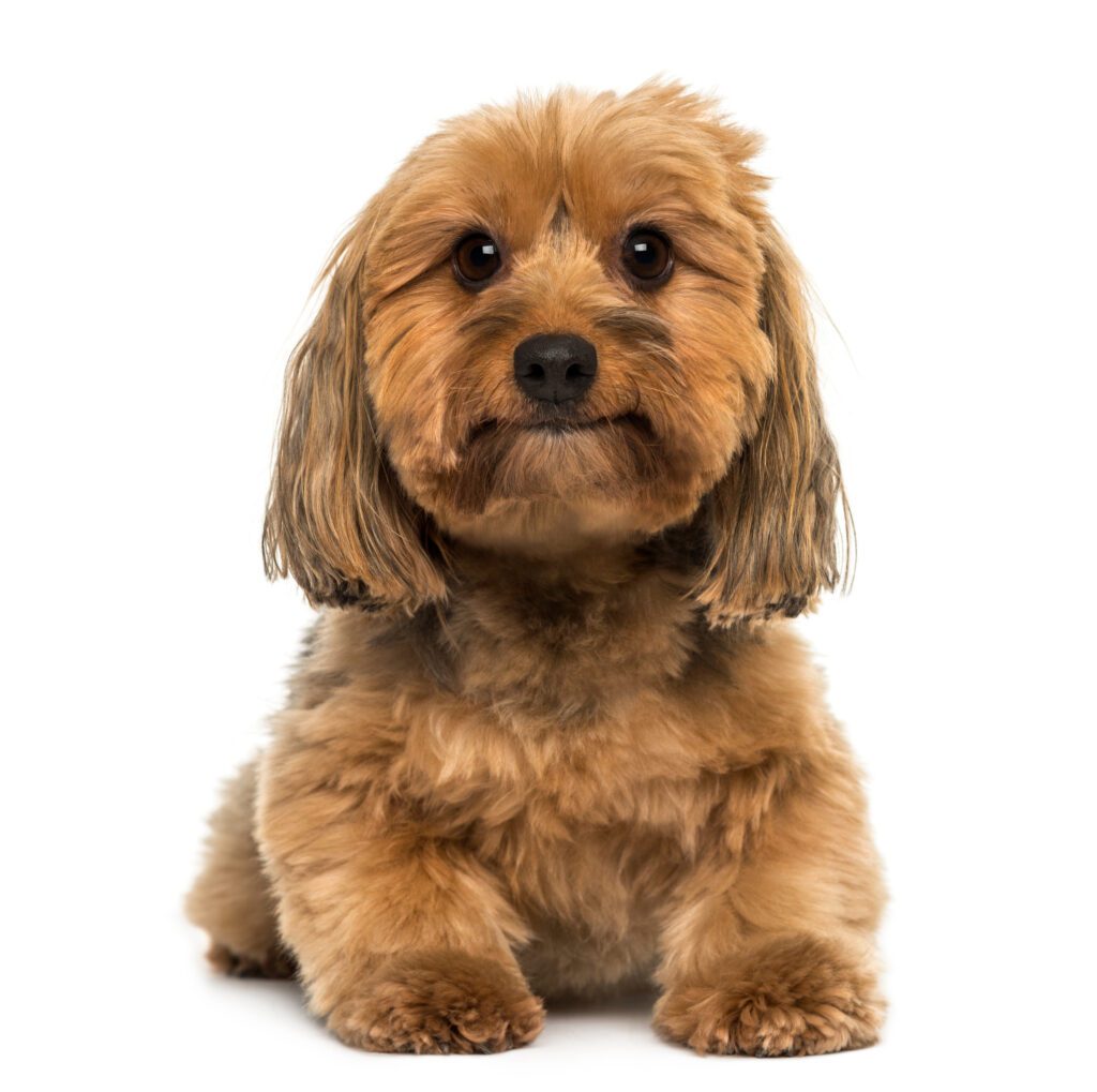 How to Adopt a Cavapoo in Illinois