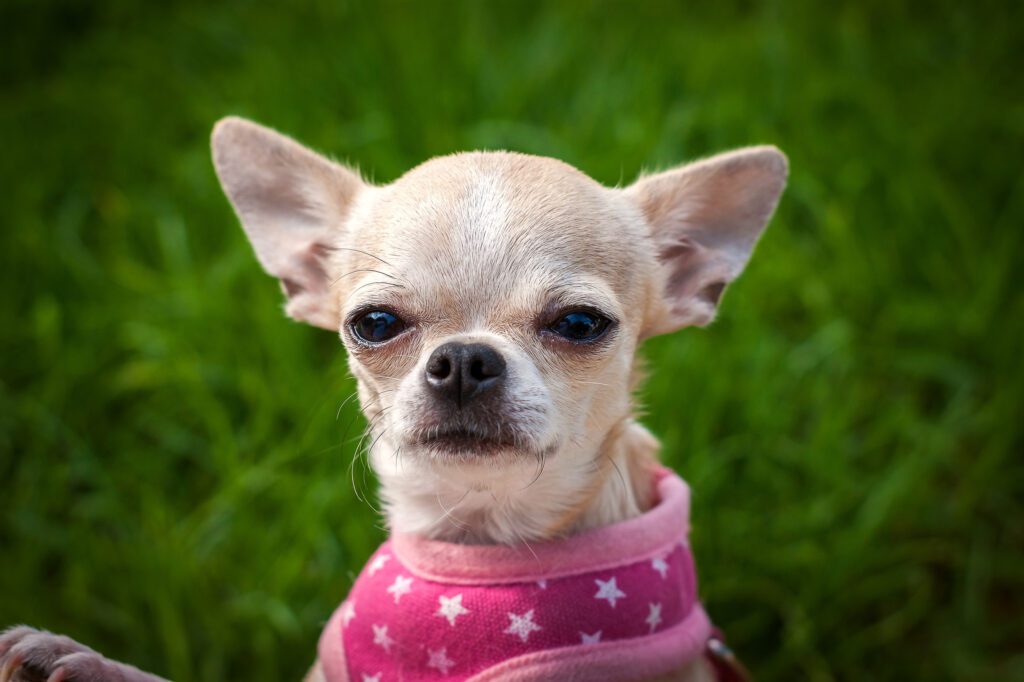 How to Adopt a Chihuahua in Pennsylvania