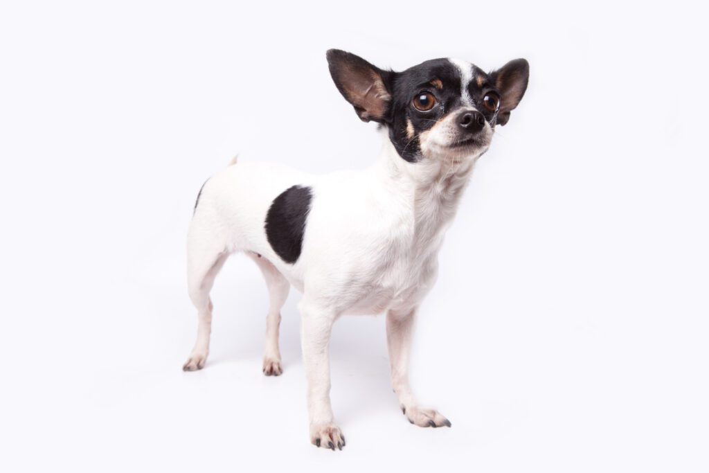 How to Adopt a Chihuahua in Colorado