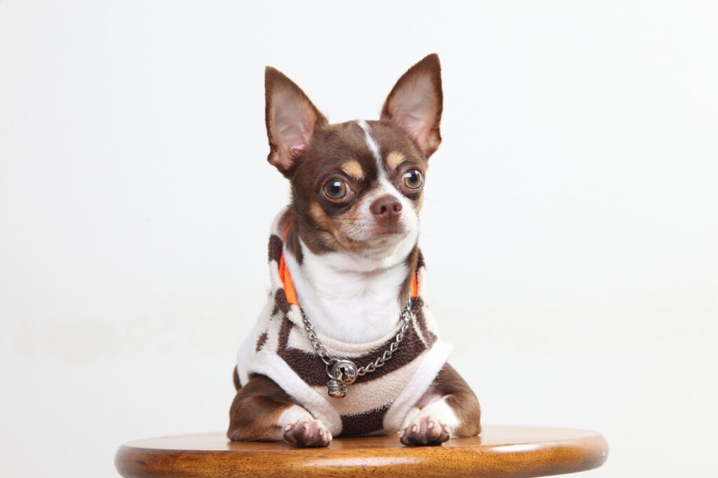 How to Adopt a Chihuahua in Illinois