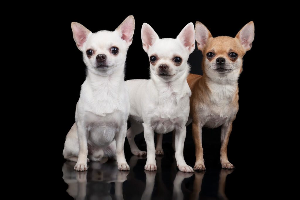 How to Adopt a Chihuahua in Georgia