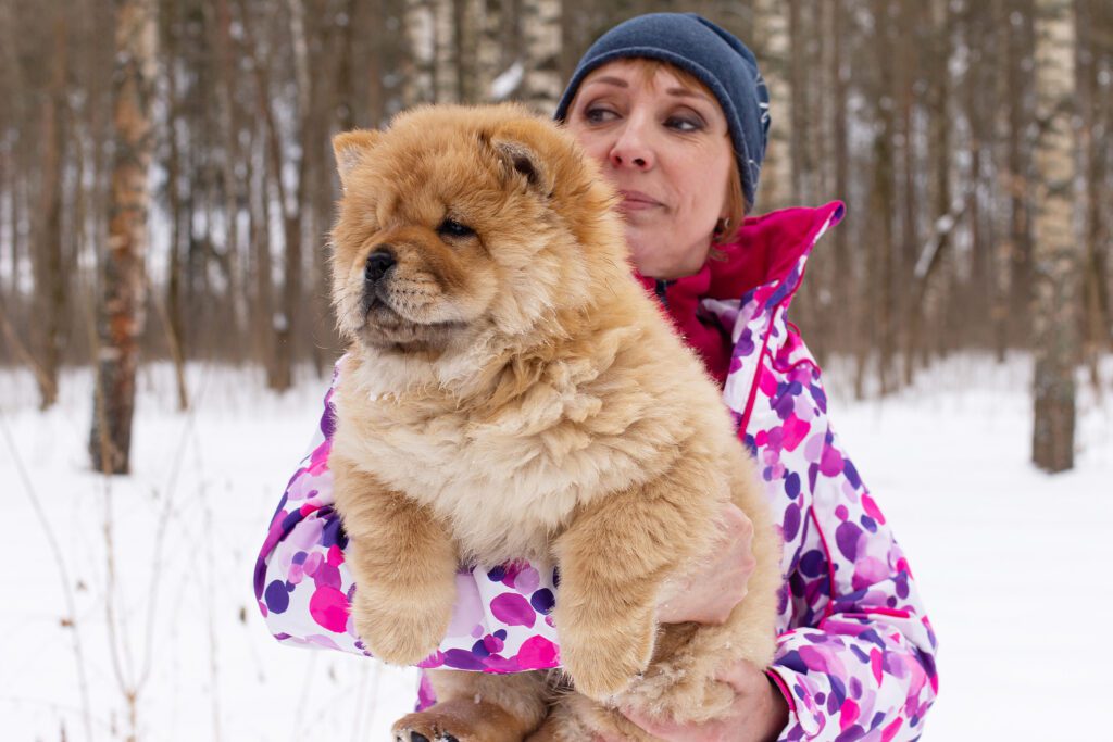 Chow Chow Being Held By A Woman In Winter Clothing