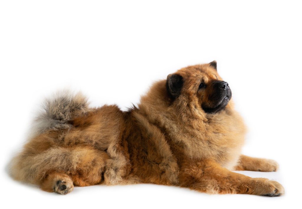 How to Adopt a Chow Chow in Georgia