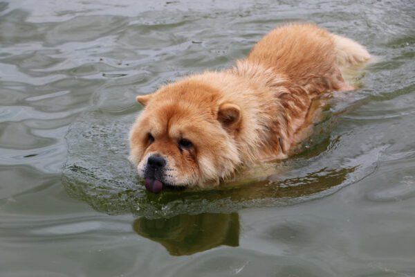 Chow Chow Drinking While Swimming
