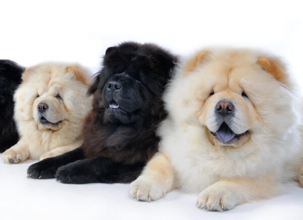 Chow Chow Lined Up