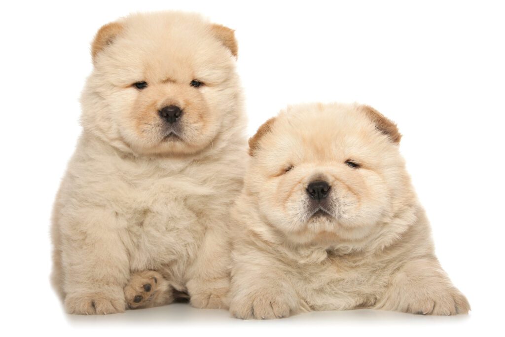 How to Adopt a Chow Chow in Rhode Island