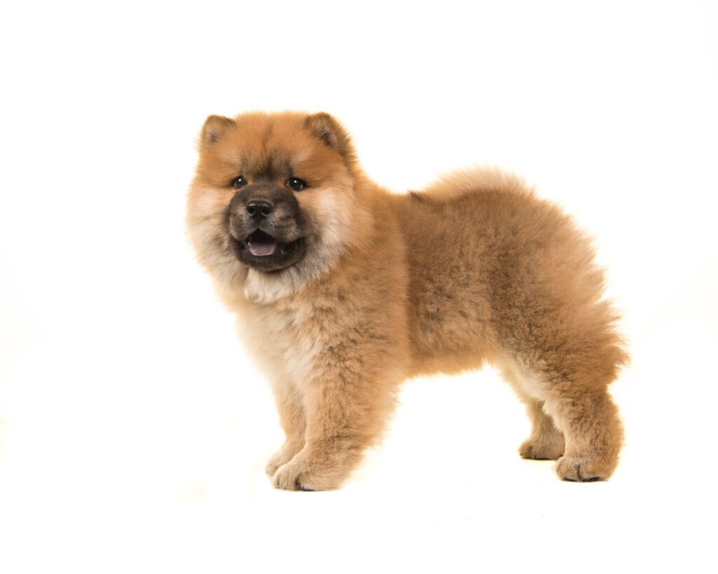 How to Adopt a Chow Chow in Delaware