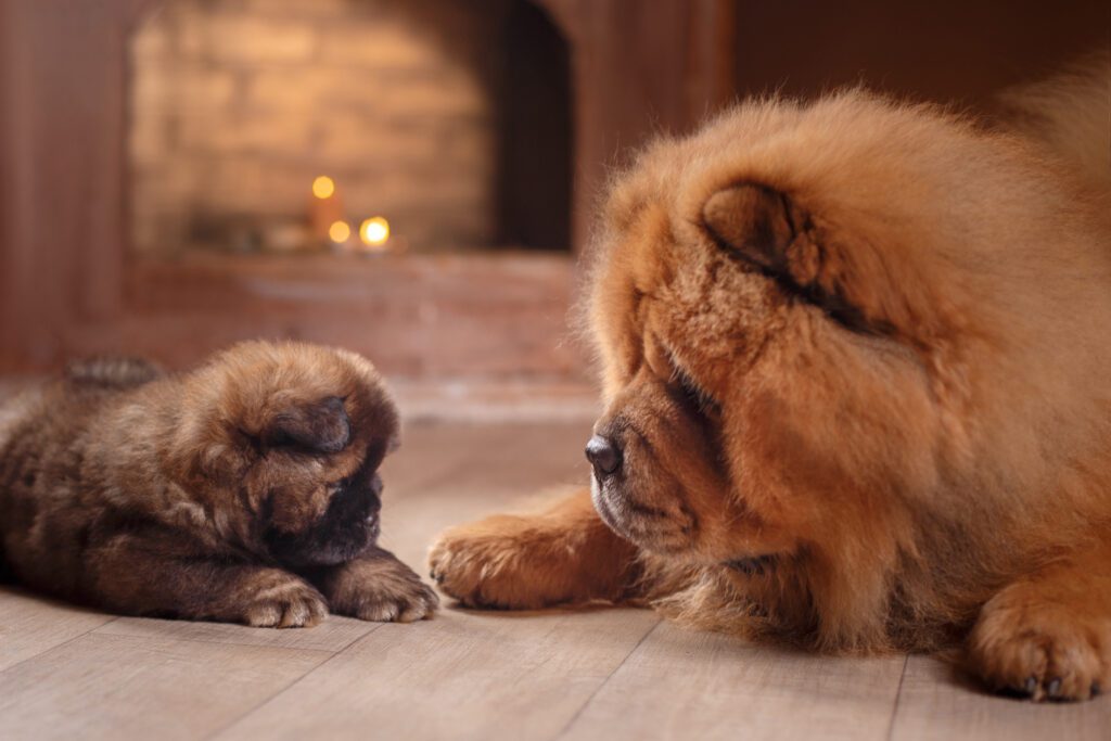 Chow Chow Puppy With Adult Chow Chow