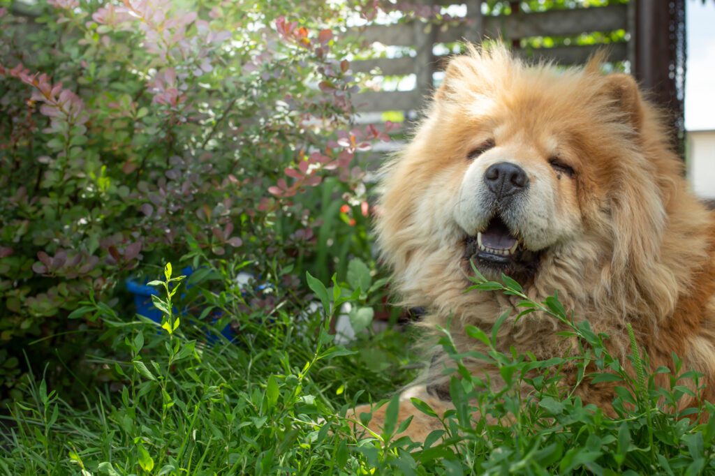 Chow Chow Relaxing In Garden