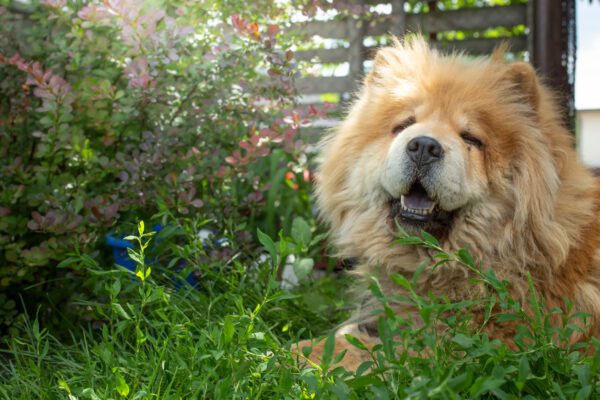 Chow Chow Relaxing In Garden