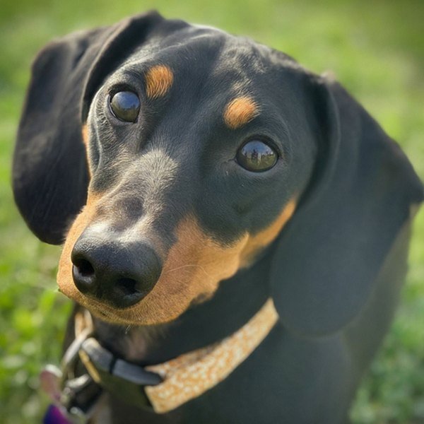 dachshund in Amarillo, Texas
