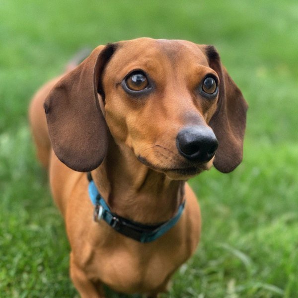 dachshund in Buffalo, New York