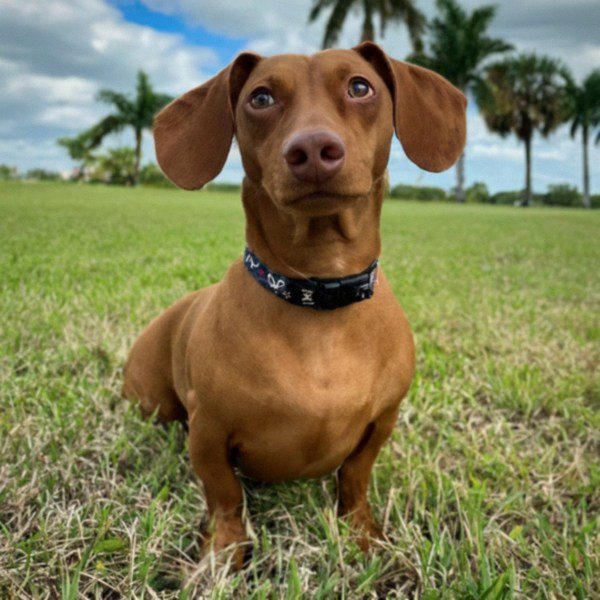 dachshund in Cape Coral, Florida