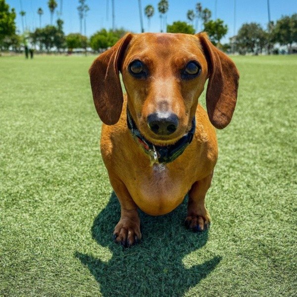 dachshund in Corona, California