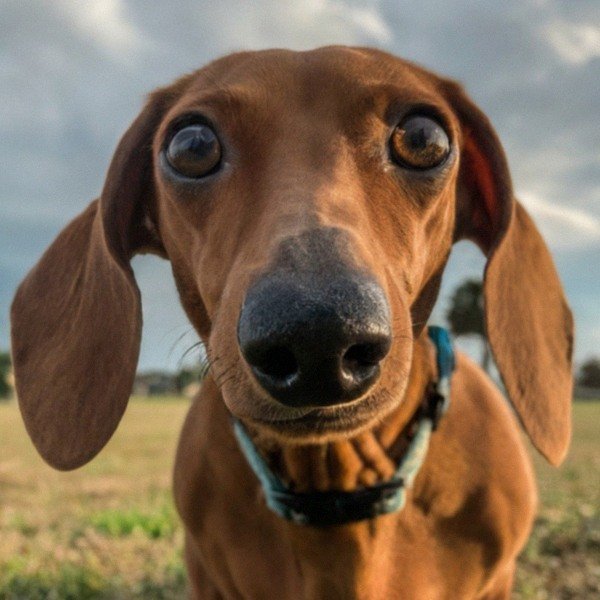 dachshund in Corpus Christi, Texas