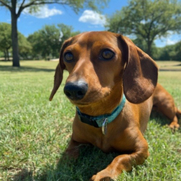 dachshund in Dallas, Texas