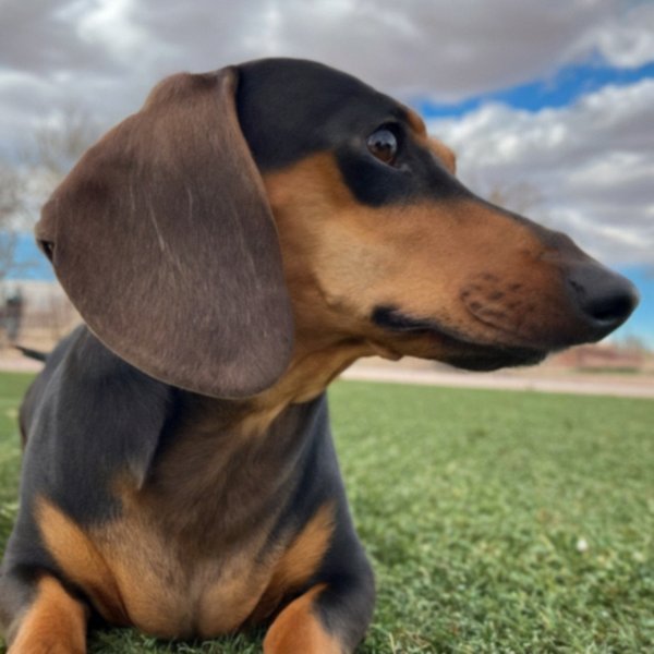 dachshund in El Paso, Texas
