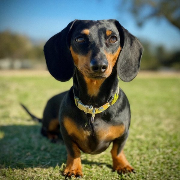 dachshund in Escondido, California