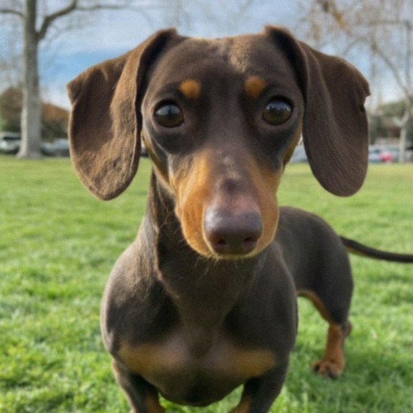 dachshund in Fremont, California
