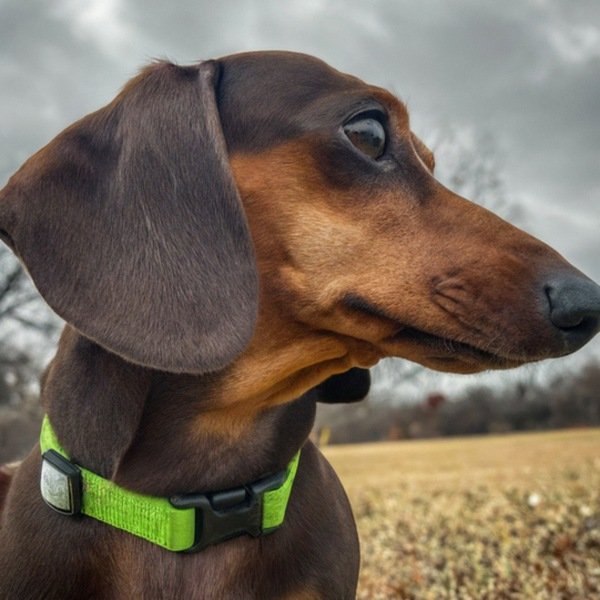 dachshund in Frisco, Texas