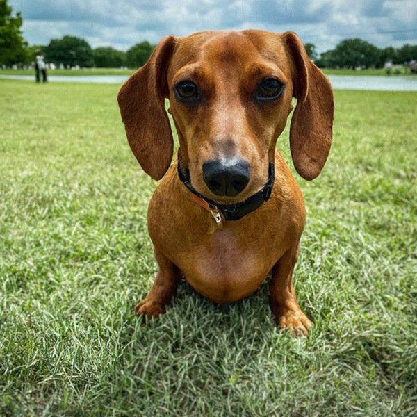 dachshund in Garland, Texas