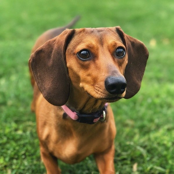 dachshund in Grand Prairie, Texas