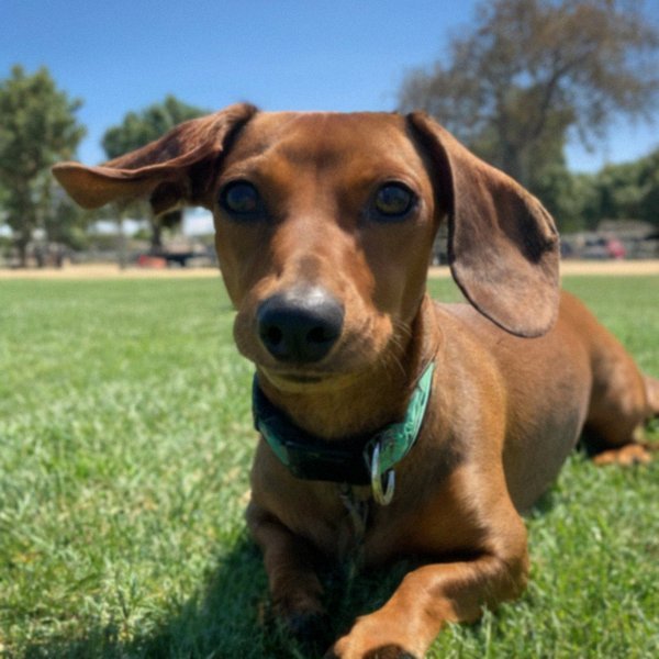 dachshund in Hayward, California