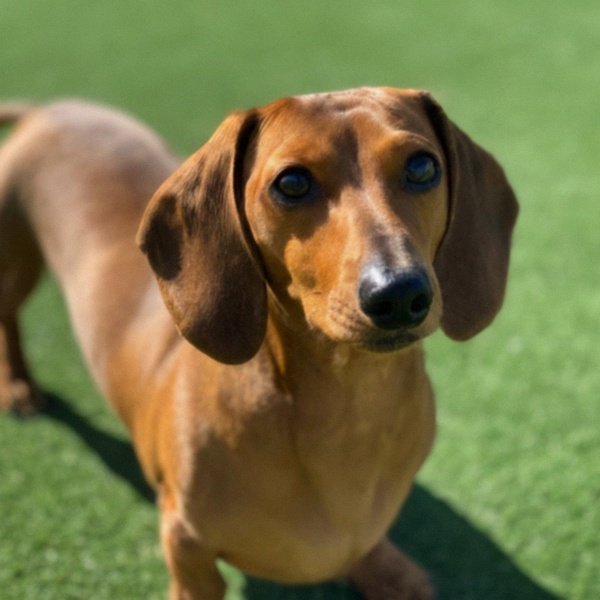 dachshund in Hollywood, California