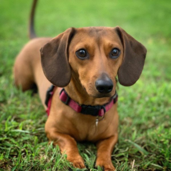 dachshund in Houston, Texas