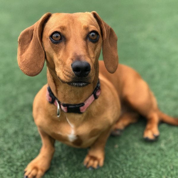 dachshund in Huntington Beach, California