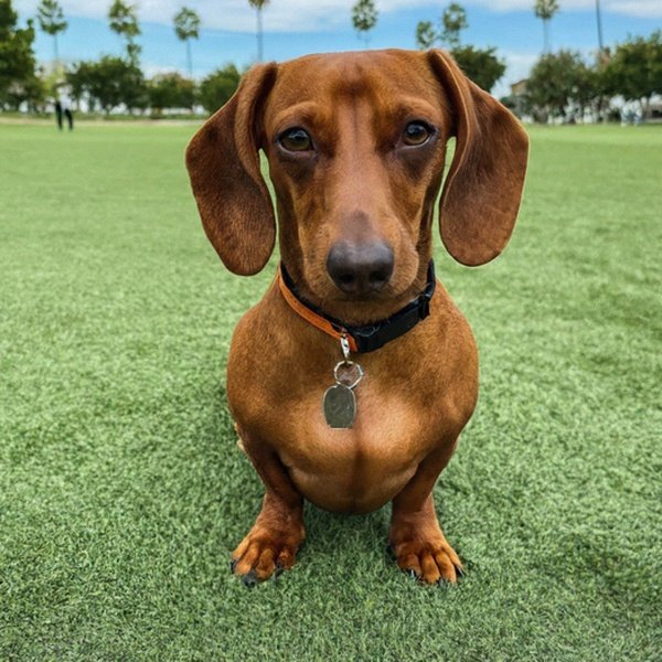dachshund in Irvine, California