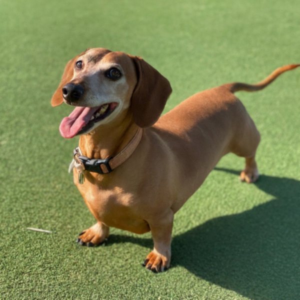 dachshund in Lancaster, California
