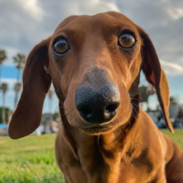 dachshund in Long Beach, California