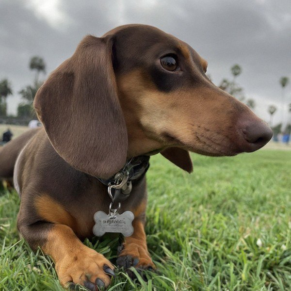 dachshund in Los Angeles, California