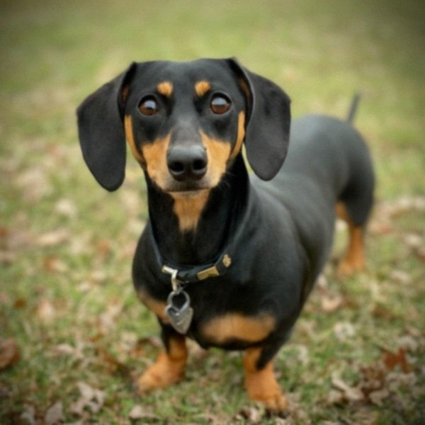 dachshund in Mckinney, Texas