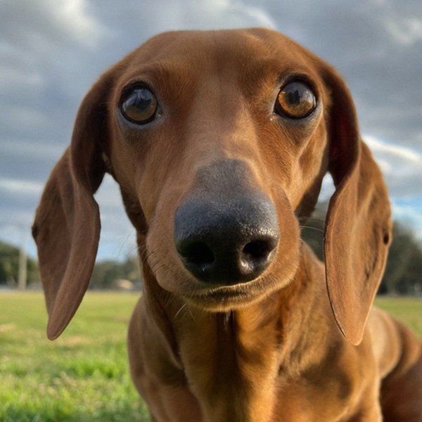 dachshund in Modesto, California