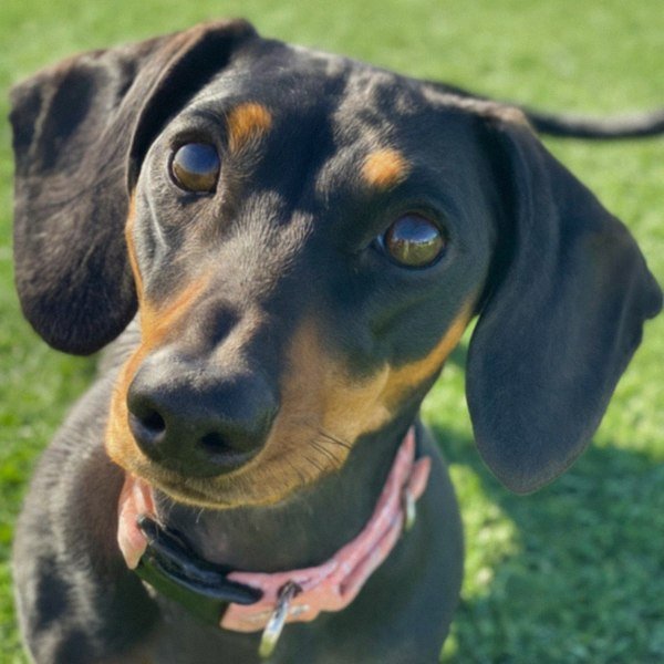 dachshund in Moreno Valley, California